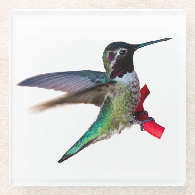 Kolibri-Untersetzer - Entwurf C Glasuntersetzer (Vorderseite)