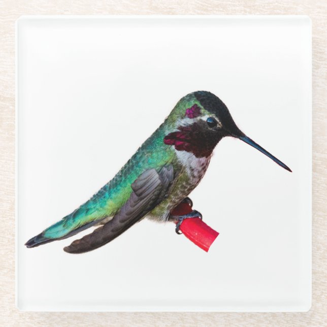 Kolibri-Untersetzer - Entwurf D Glasuntersetzer (Vorderseite)