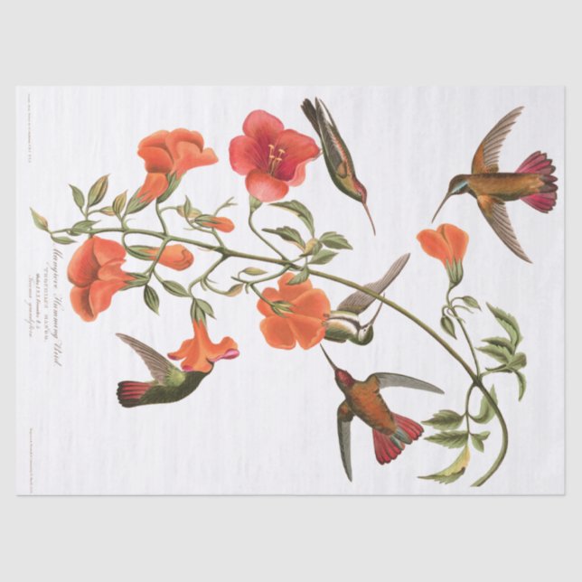 Kolibri-Vögel Audubon Blumen-Seidenpapier Seidenpapier (Vorderseite)