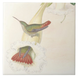 Kolibri-Vogel-Blumen-Blumentier-Tiere Fliese