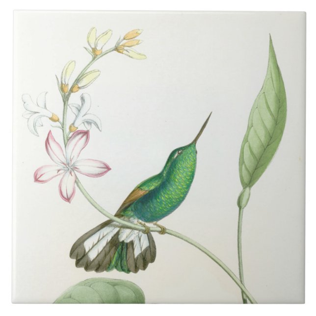 Kolibri-Vogel-Blumen-Blumentier-Tiere Fliese (Vorderseite)