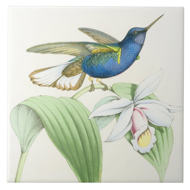Kolibri-Vogel-Blumen-Blumentier-Tiere Fliese (Vorderseite)