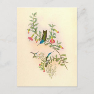Kolibri Vögel Blumen Floral Tiere Wildnis Postkarte