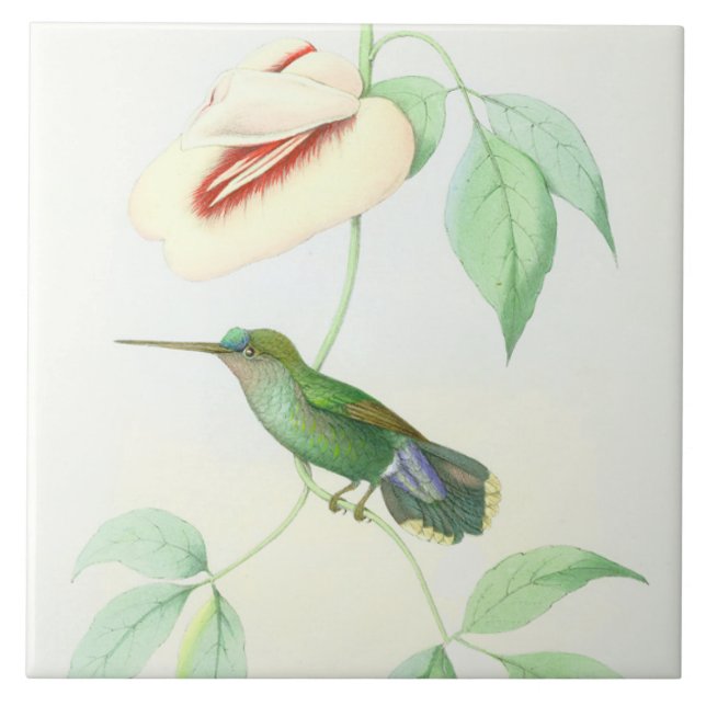 Kolibri-Vogel-Tier-Blumen-Blumentiere Fliese (Vorderseite)
