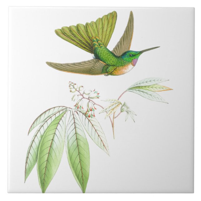 Kolibri-Vogel-Tier-Blumen-Blumentiere Fliese (Vorderseite)