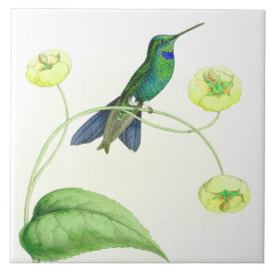 Kolibri-Vogel-Tier-Blumen-Blumentiere Fliese