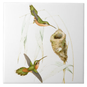 Kolibri-Vogel-Tier-Tier-Nest Fliese