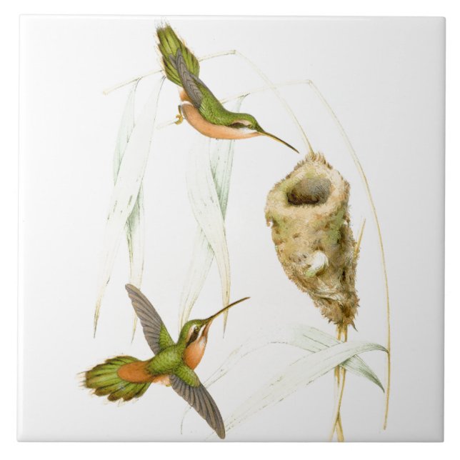 Kolibri-Vogel-Tier-Tier-Nest Fliese (Vorderseite)
