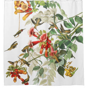 Kolibri-Vogel-wild lebende Tiere Audubon Duschvorhang