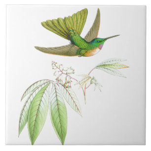 Kolibri Vögel Wildtiere Blumen Floral Tiere Fliese