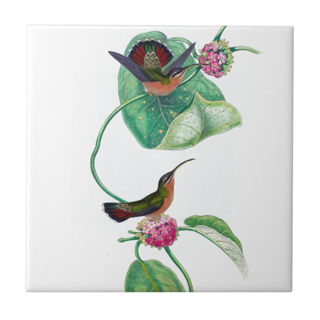 Kolibriliebe Fliese (Vorderseite)