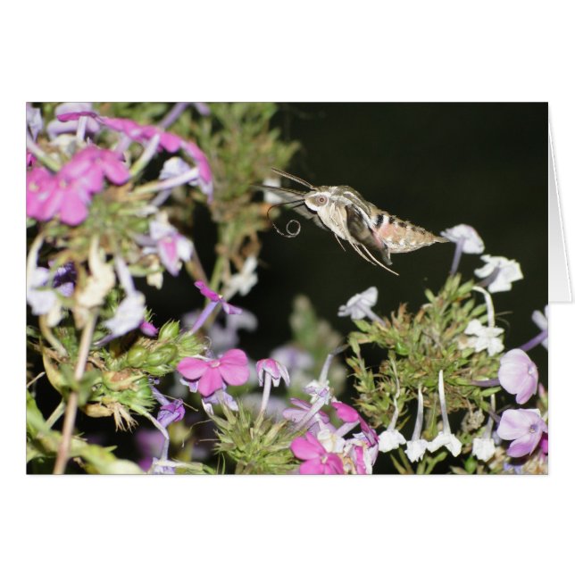 Kolibrimotte u. Phlox (Vorderseite (Horizontal))