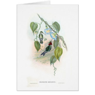 Kolibris