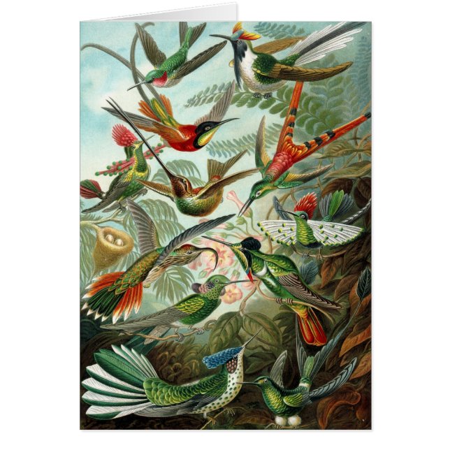 Kolibris (Vorne)