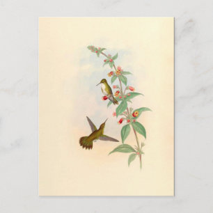 Kolibris & Blumen Postkarte