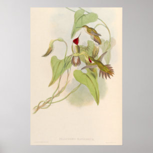 Kolibris Celasphorus Platycercus von John Gould Poster