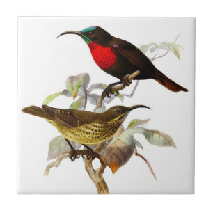 Kolibris Fliese