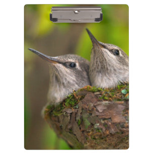 Kolibris im Babyalter Klemmbrett