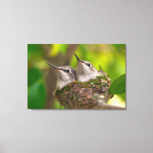Kolibris im Babyalter Leinwanddruck