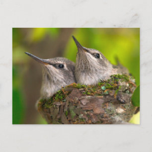 Kolibris im Babyalter Postkarte