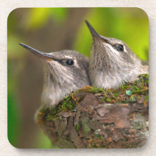 Kolibris im Babyalter Untersetzer
