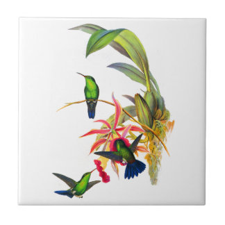 Kolibris Johns Goulds mit rosa Orchideen Fliese