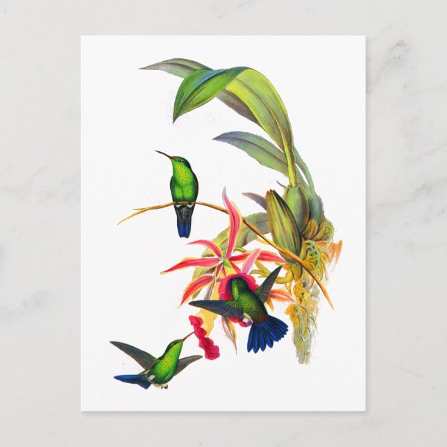 Kolibris Johns Goulds mit rosa Orchideen Postkarte (Vorderseite)
