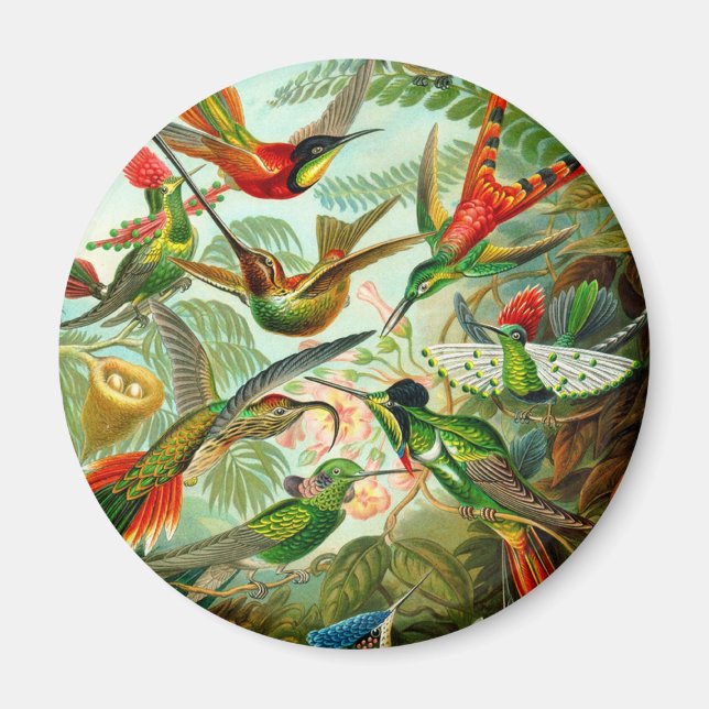 Kolibris Magnet (Vorne)