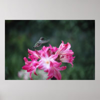 Kolibris mit Belladonna