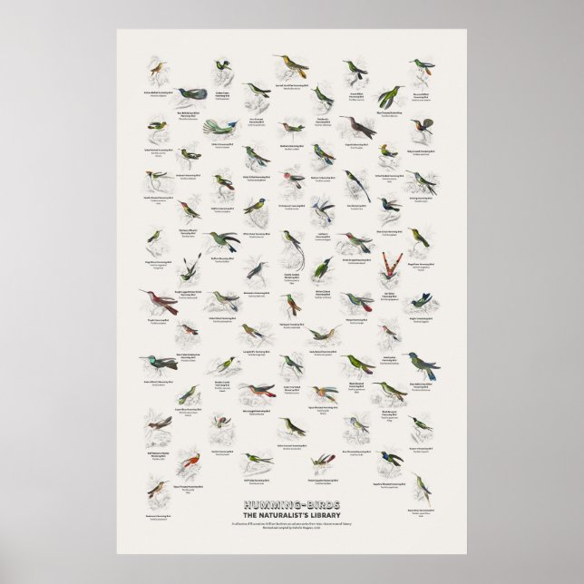 Kolibris - Naturalist's Library Poster (Vorne)