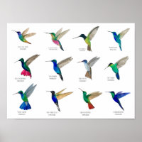 Kolibris