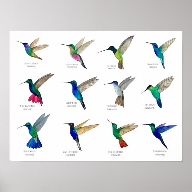 Kolibris Poster (Vorne)