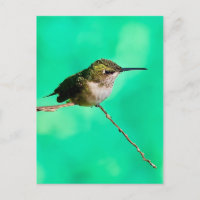 Kolibris