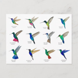 Kolibris-Postkarte Postkarte