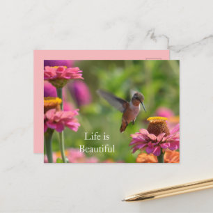 Kolibris Rosa Zinnienblumen (Foto von mir) Postkarte