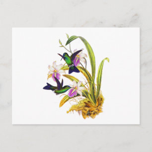 Kolibris und lila Orchideen Postkarte