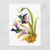 Kolibris und lila Orchideen