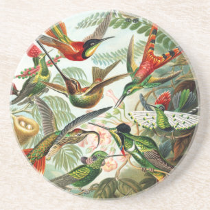Kolibris von Ernst Haeckel Sandstein Untersetzer
