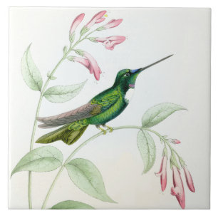 Kolibris von Gould Fliese