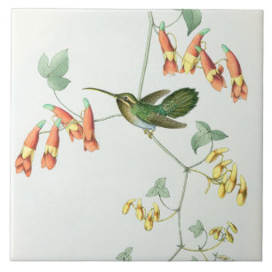 Kolibris von Gould Fliese