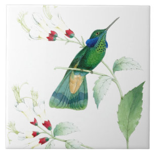 Kolibris von Gould Fliese