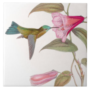 Kolibris von Gould Fliese