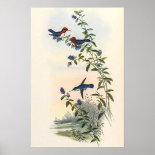 Kolibris von John Gould Poster