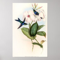 Kolibris von John Gould