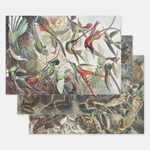 Kolibrivogel-Wildlife-Klassiker-Malerei Geschenkpapier Set