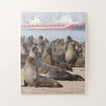 Kolonie der Cape-Fur-Siegel