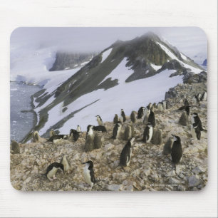 Kolonie der Chinstrap-Pinguine Mousepad