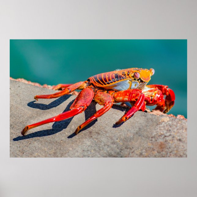 Kolored Crab, Galapagos Island, Ecuador Poster (Vorne)