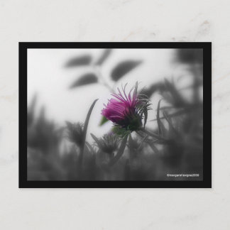 Koloriertes Aster mit schwarzer Grenze Postkarte