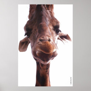 KOLOSSAL POSTERS - GIRAFFE-GESICHT - SPASS FOTO POSTER